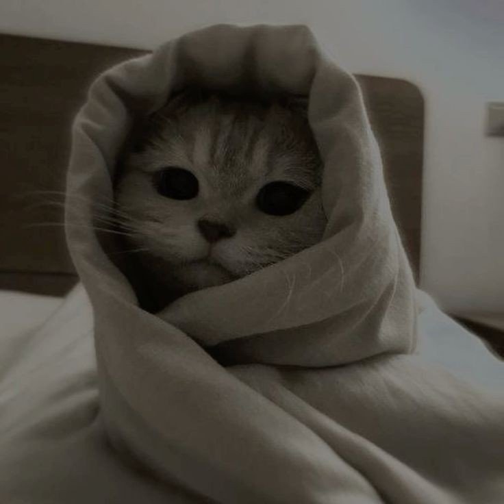 aesthetic cute cat pfp