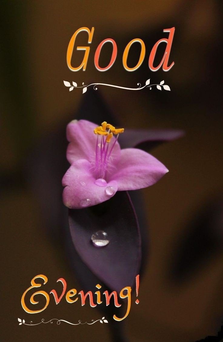 animated good evening images animated good evening images