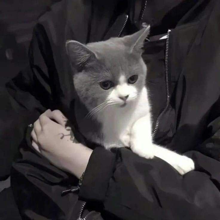 anime boy discord pfp