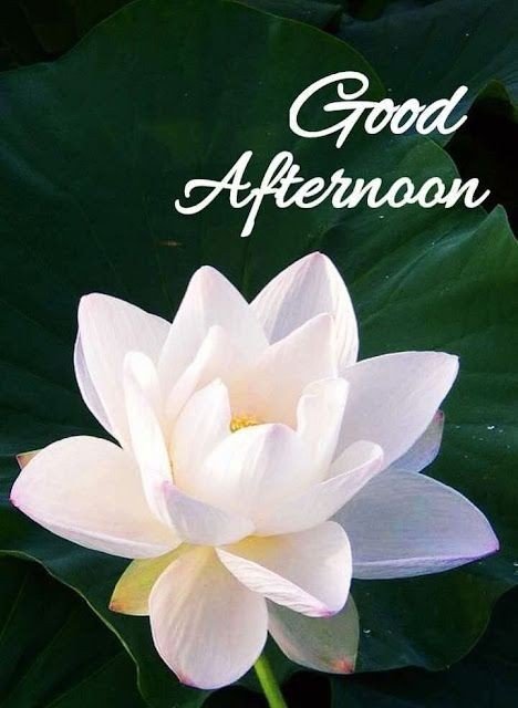 assalamualaikum good afternoon images assalamualaikum good afternoon images