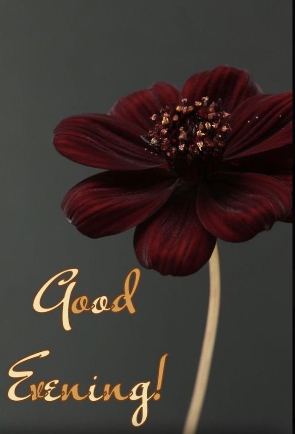 beautiful good evening images for whatsapp with quotes beautiful good evening images for whatsapp with quotes