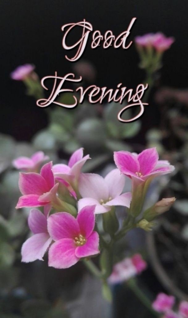 beautiful good evening images for whatsapp beautiful good evening images for whatsapp