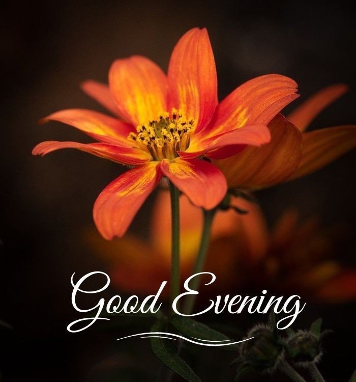 best good evening images best good evening images