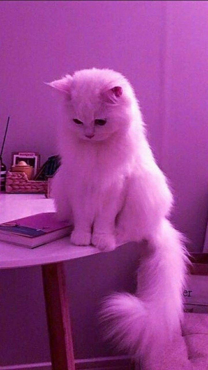 cat pfp aesthetic dark