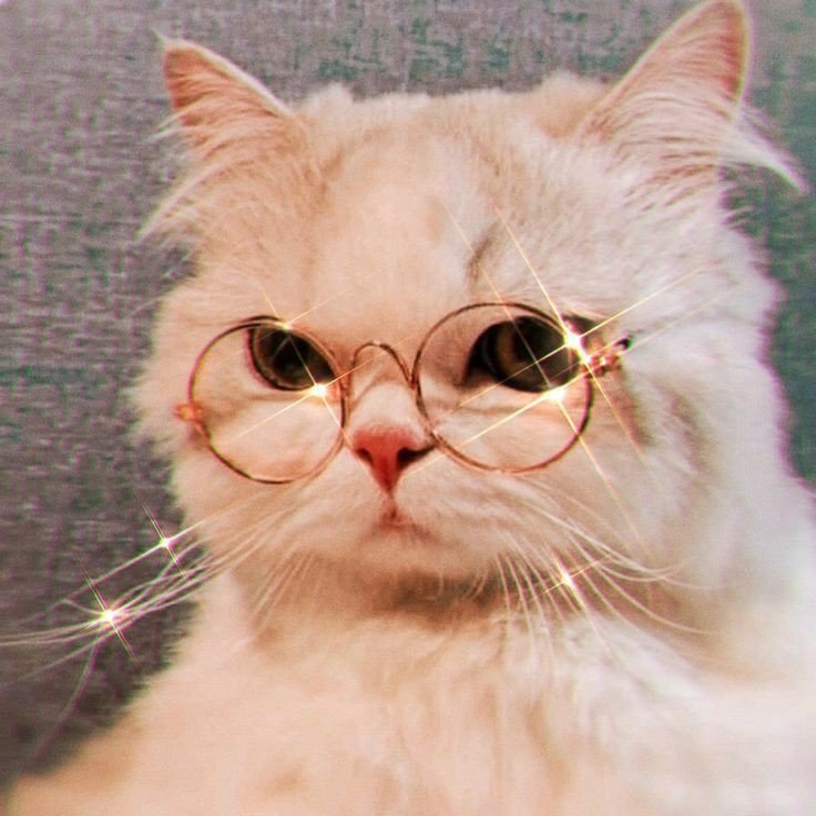 cat pfp aesthetic dark