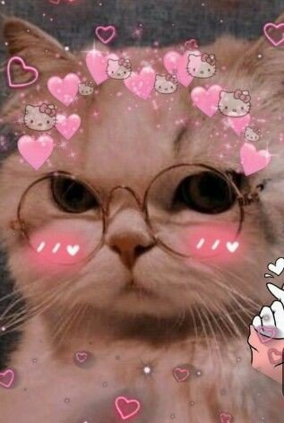 cat pfp aesthetic matching