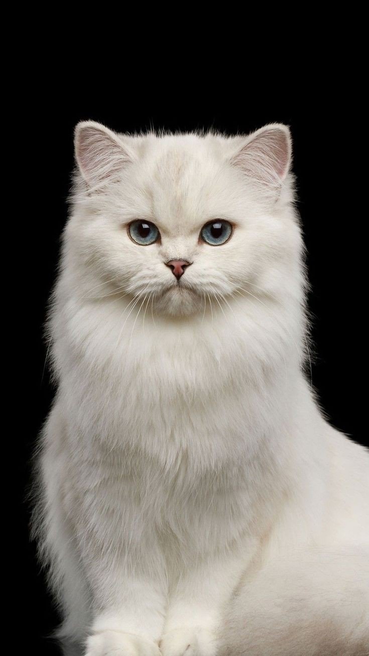 cat pfp black background