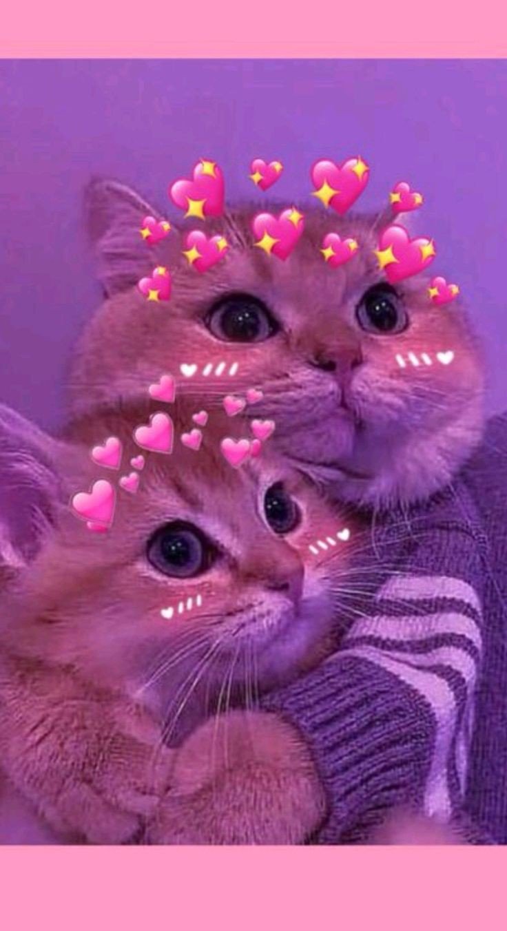 cat pfp cute discord