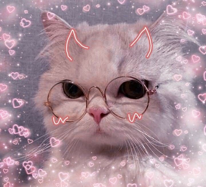 cat pfp cute discord