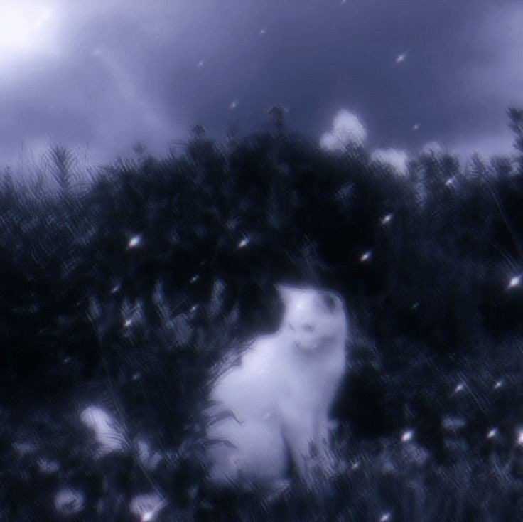 cat pfp cute drawing