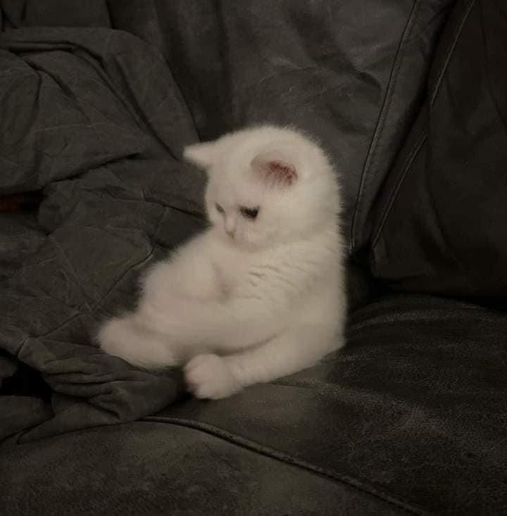 cat pfp cute drawing