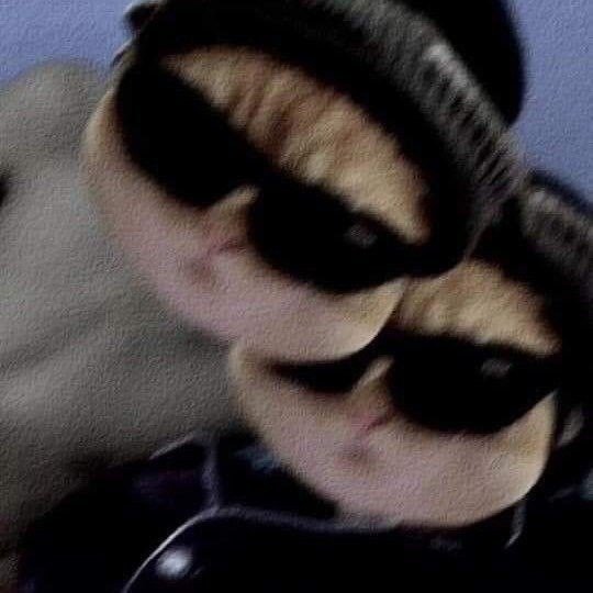 cat pfp discord aesthetic