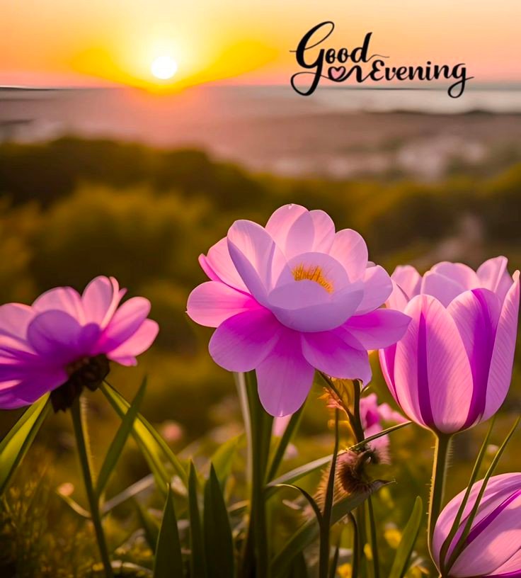 download free good evening images download free good evening images