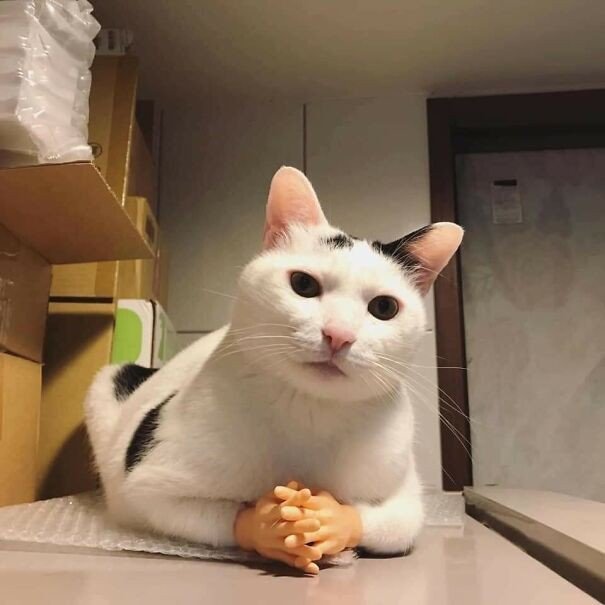 funny pfp backgrounds