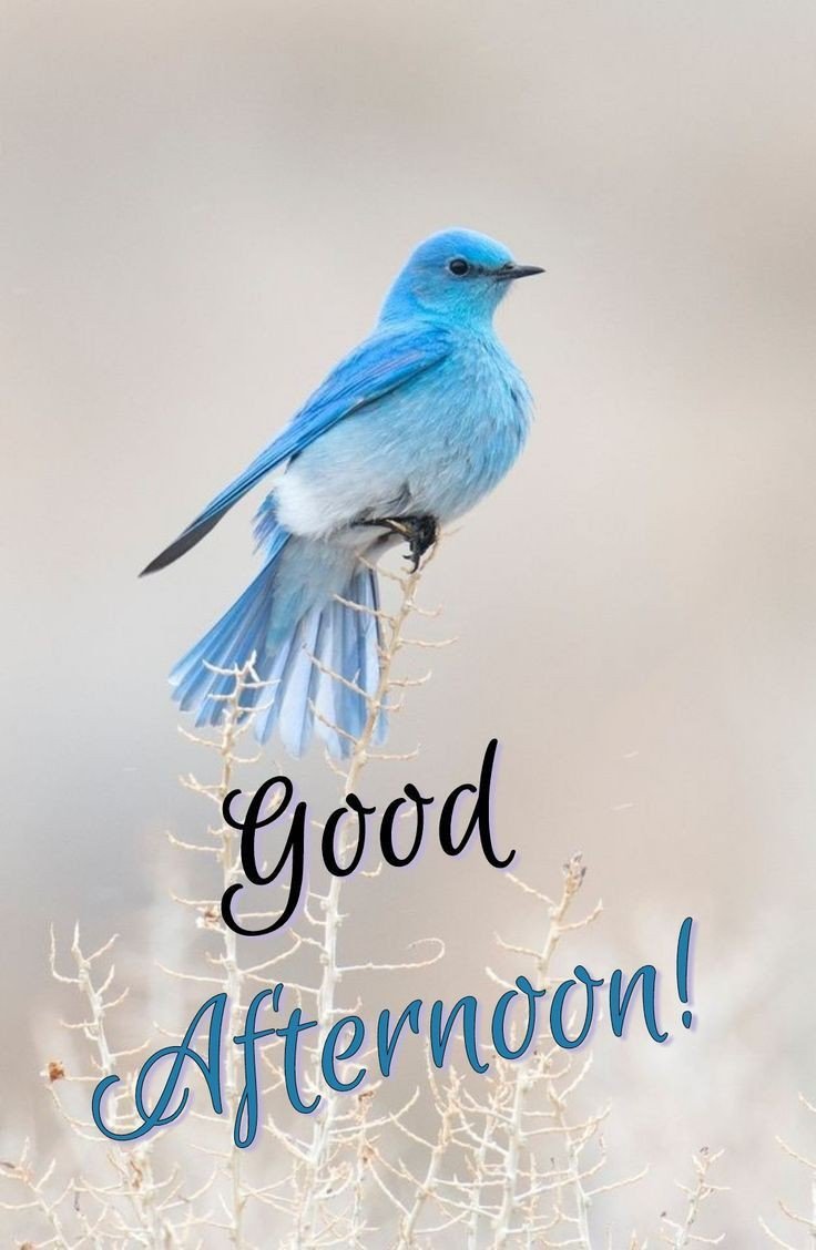 good afternoon images bangla good afternoon images bangla