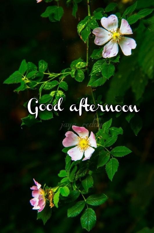 good afternoon images beautiful good afternoon images beautiful