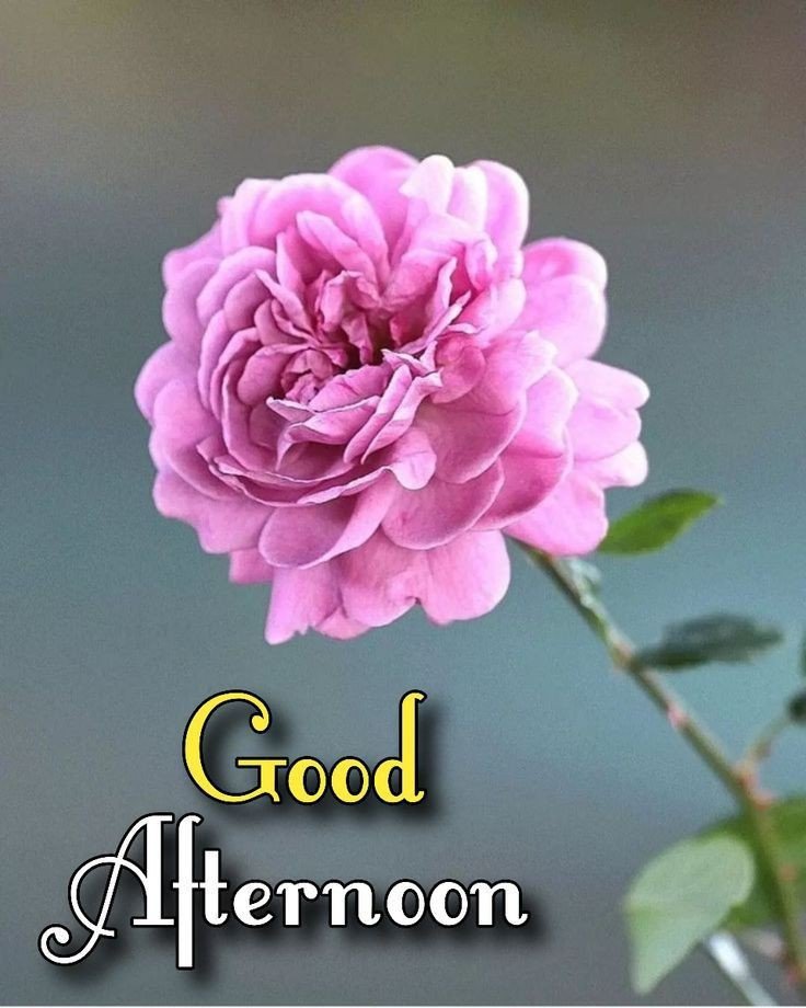 good afternoon images black good afternoon images black