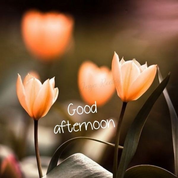 good afternoon images cartoon good afternoon images cartoon