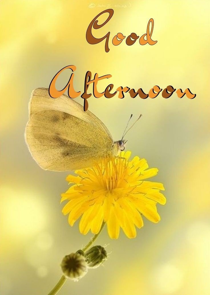 good afternoon pic download good afternoon pic download