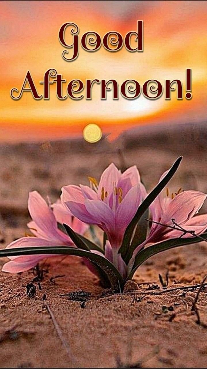 good afternoon pic hd good afternoon pic hd