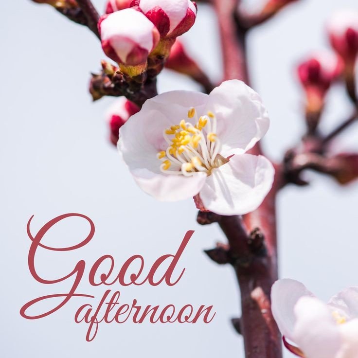 good afternoon pic new good afternoon pic new