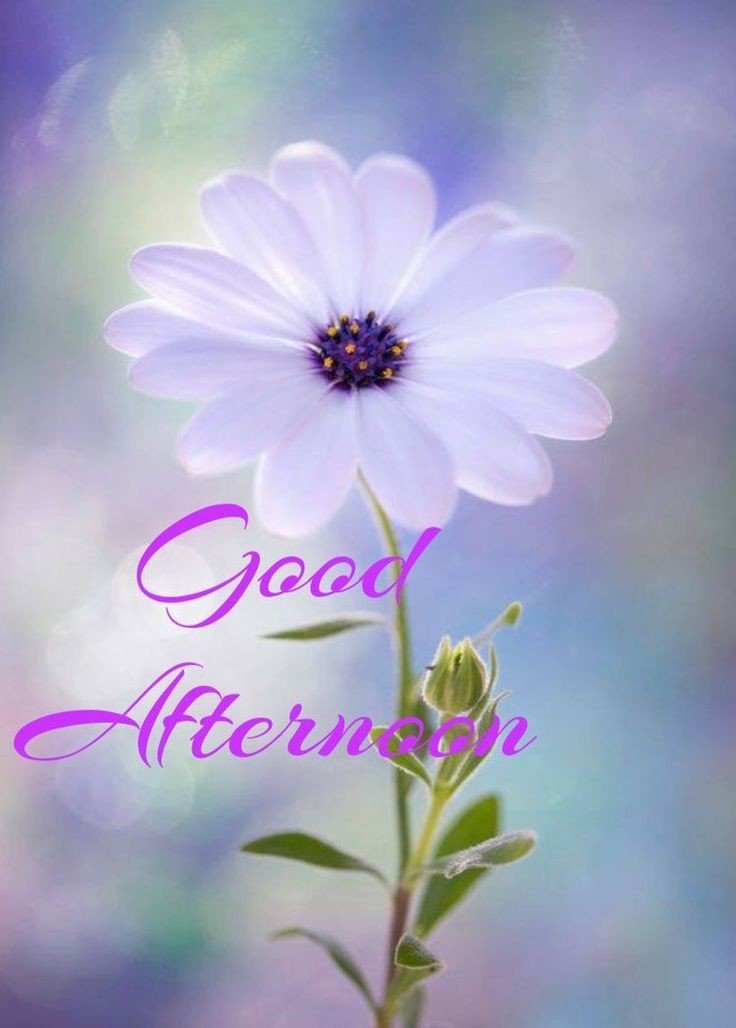 good afternoon pictures and quotes good afternoon pictures and quotes