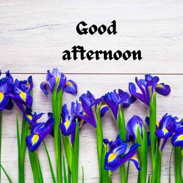 good afternoon pictures and quotes good afternoon pictures and quotes