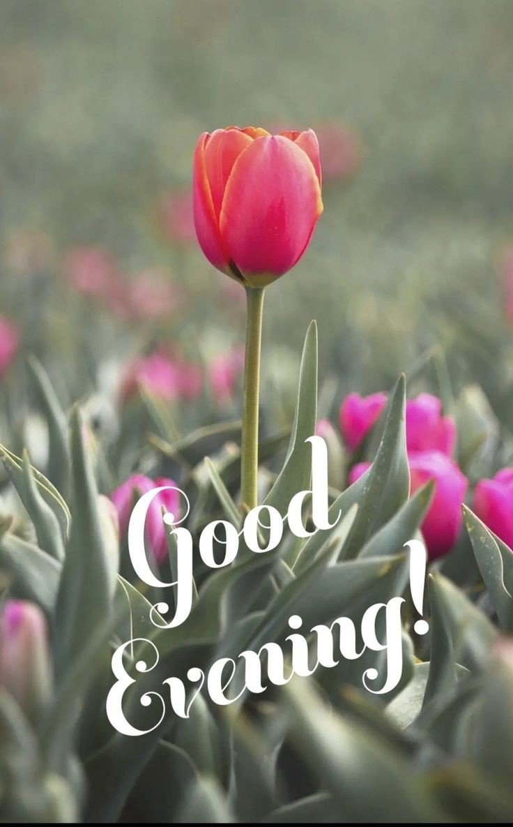 good evening images ai good evening images ai
