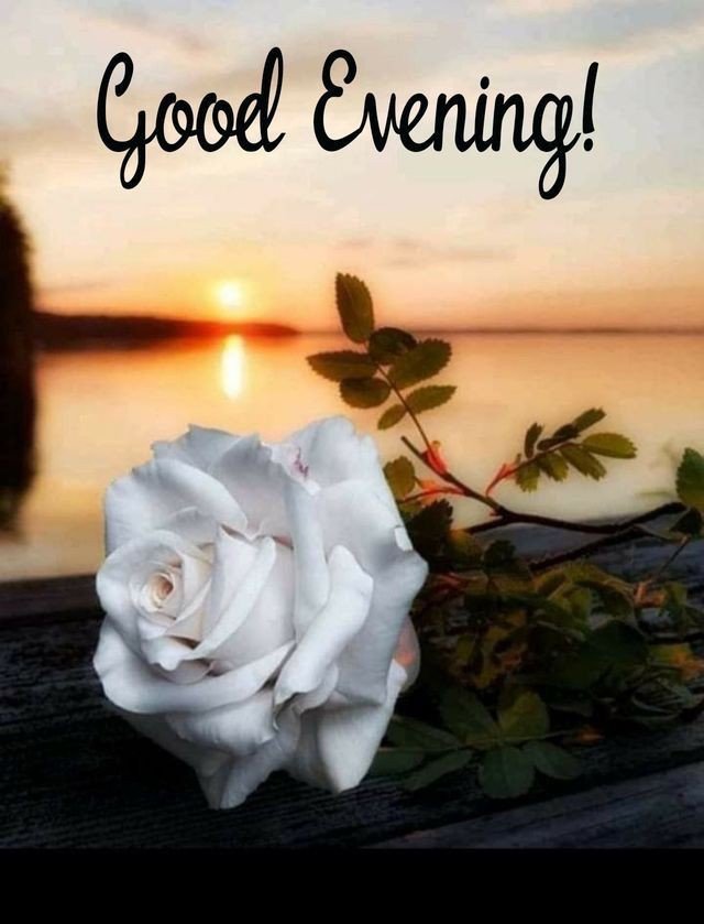 good evening images cat good evening images cat