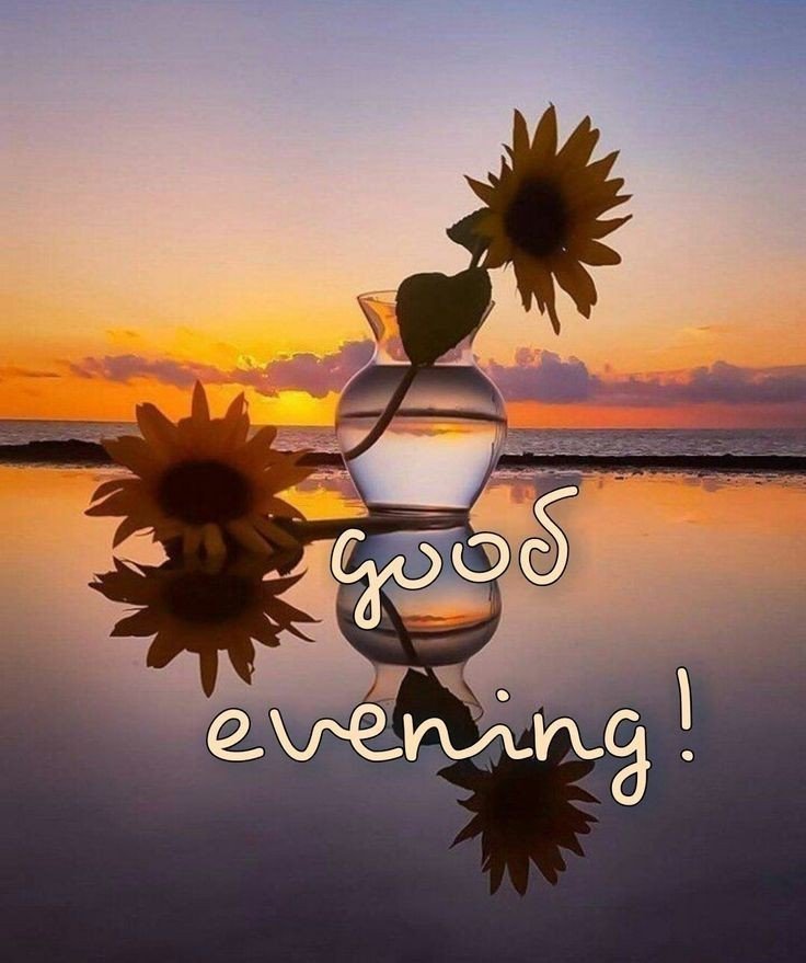 good evening images cat good evening images cat