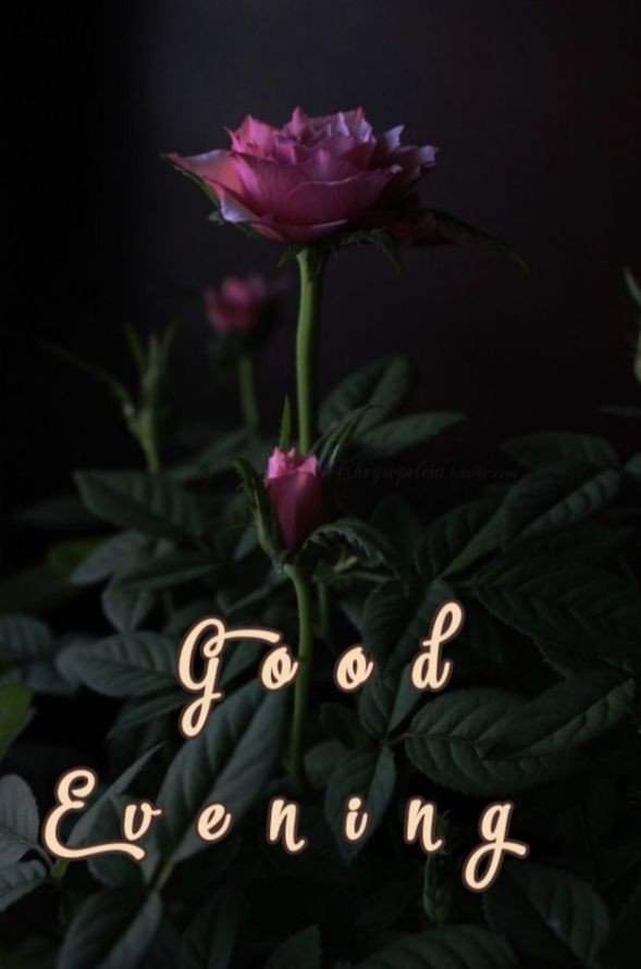 good evening images clipart good evening images clipart
