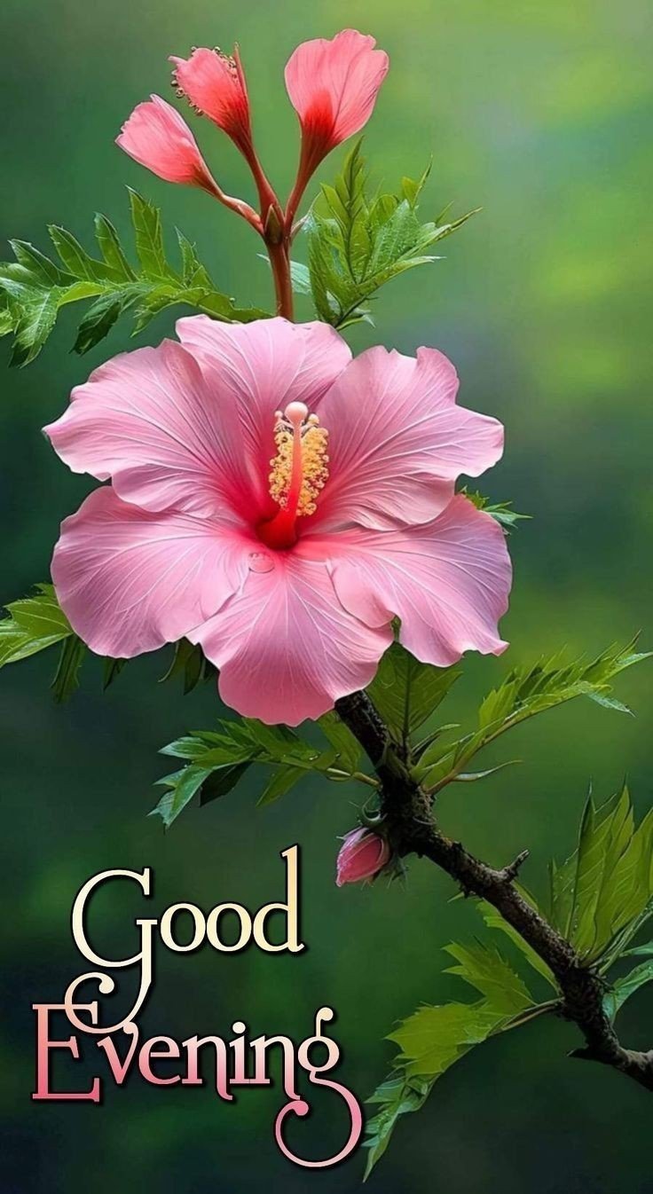 good evening images for whatsapp download good evening images for whatsapp download