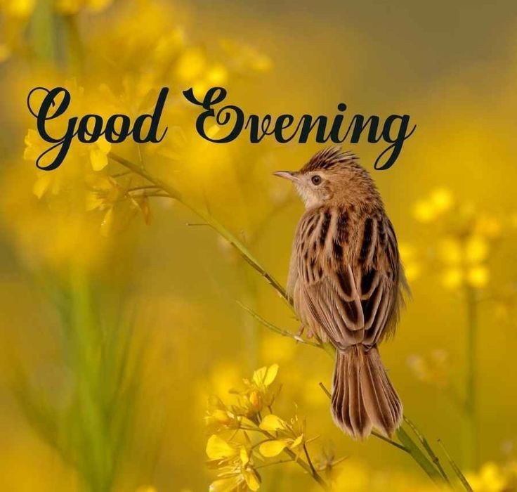 good evening images for whatsapp download good evening images for whatsapp download