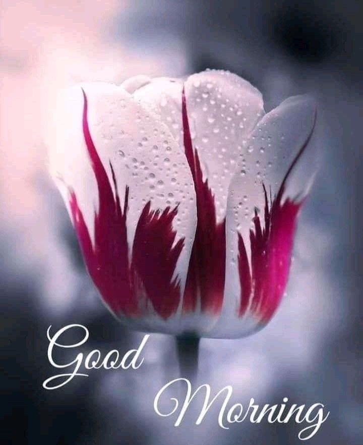 good morning pic funny good morning pic funny