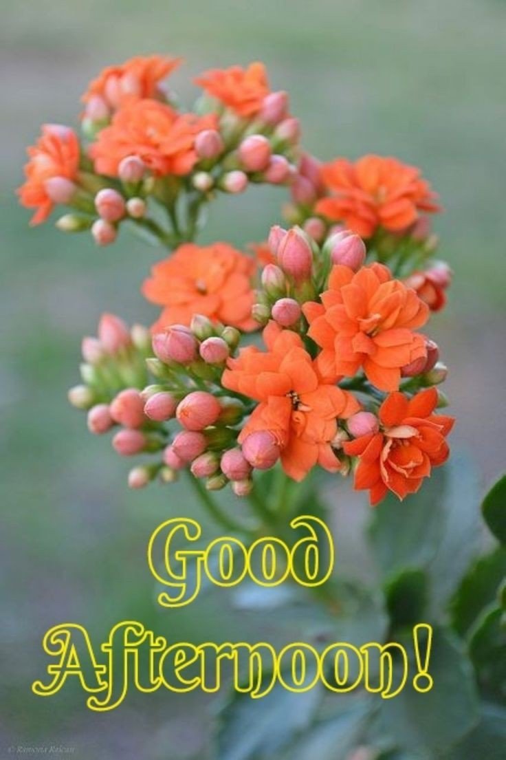 good night pic bengali love good night pic bengali love