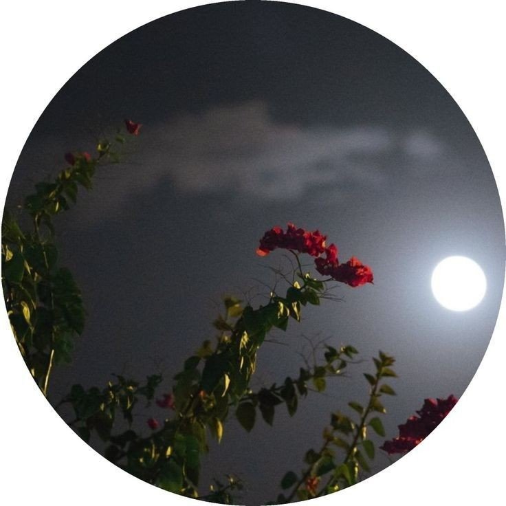 instagram pfp checker