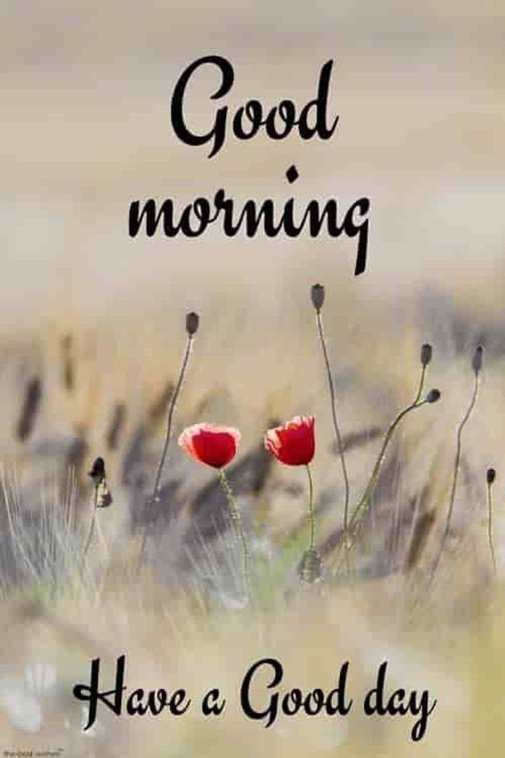 jalaram bapa good morning photo jalaram bapa good morning photo