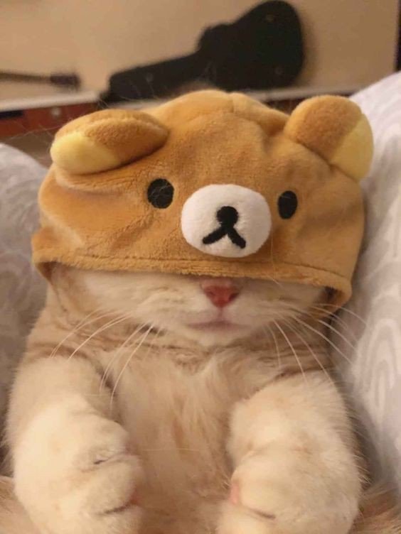 live anime wallpaper