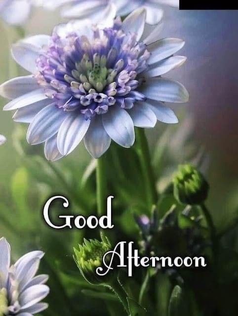 pictures good afternoon pictures good afternoon