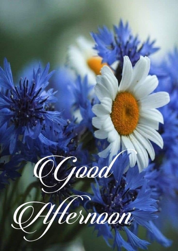 pictures good afternoon pictures good afternoon