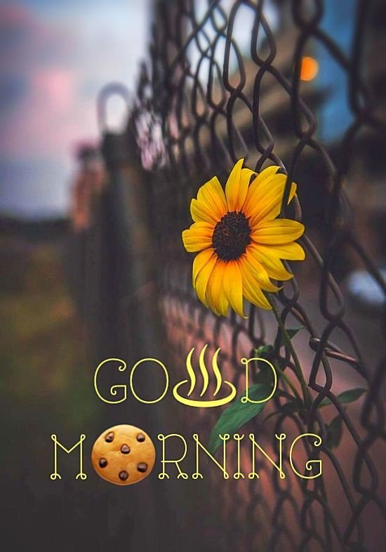 today special good morning images download today special good morning images download