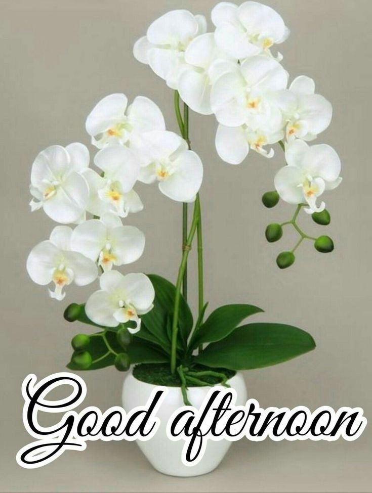 wednesday good afternoon images wednesday good afternoon images